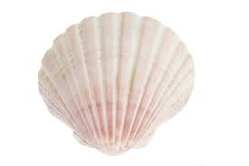 shell