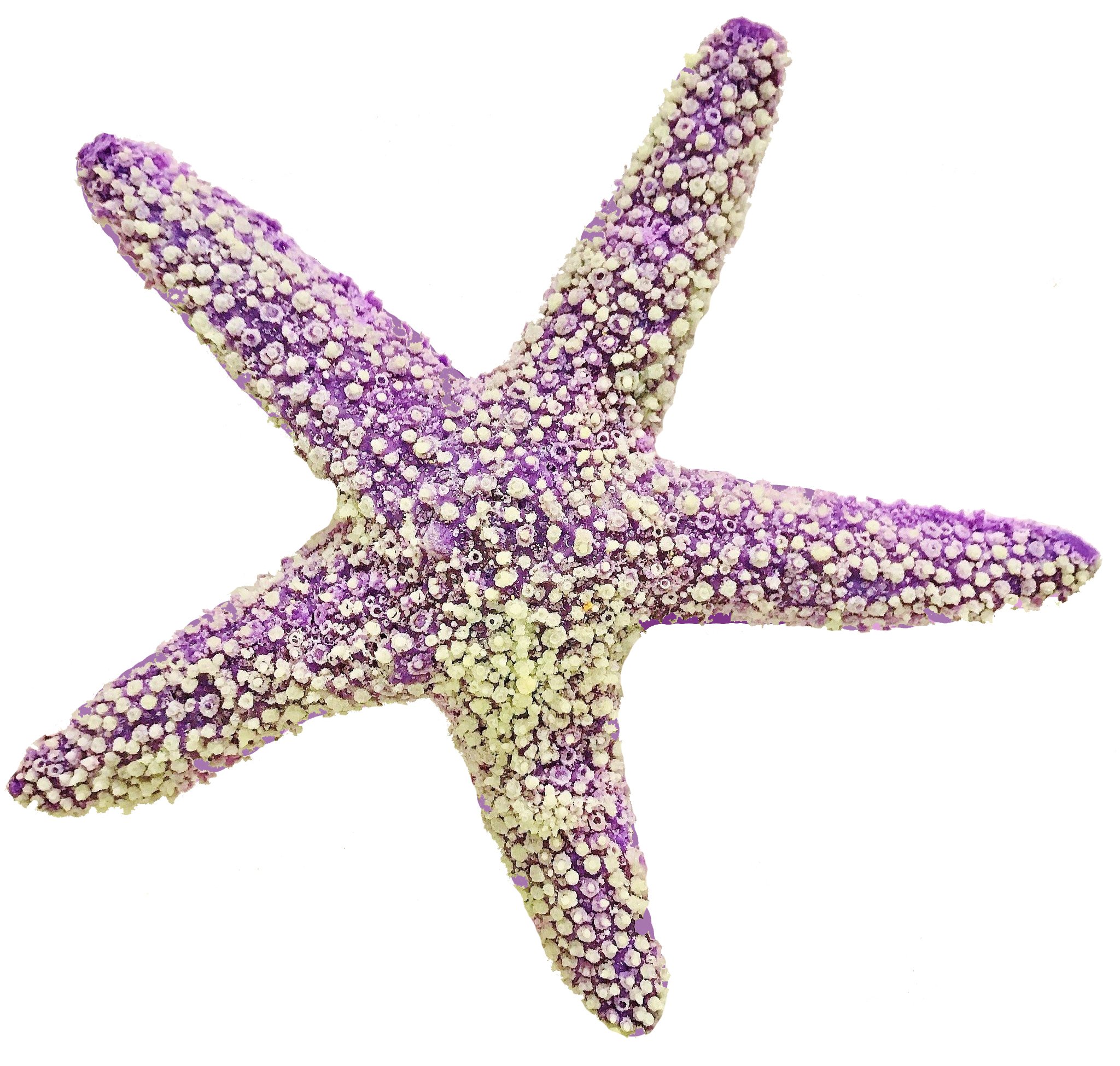 starfish